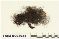 藏品(樹髮屬)的圖片